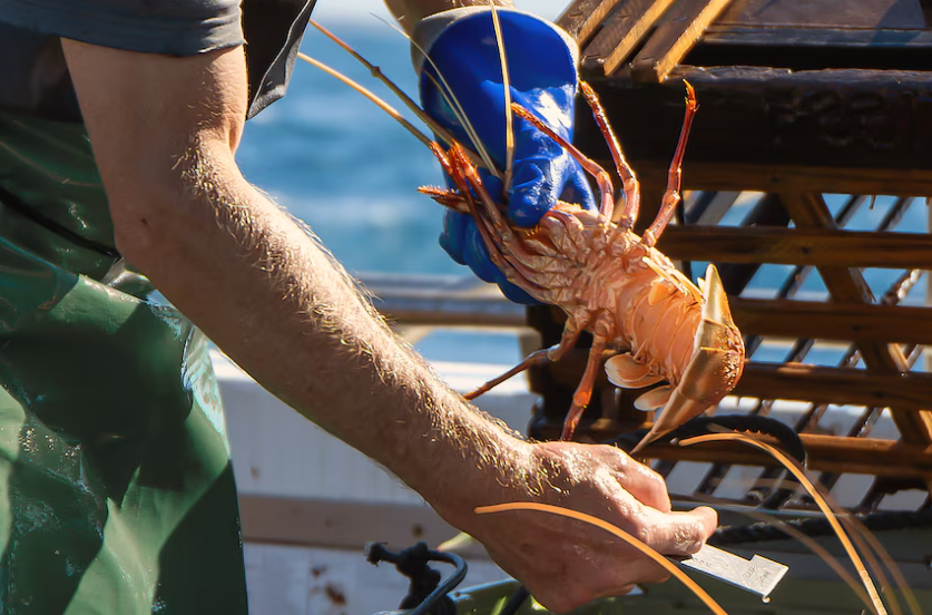 缅因州波特兰龙虾捕捞量连续四年下滑，行业面临多重挑战