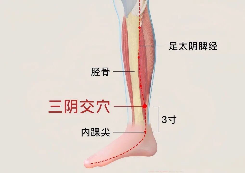 睡前5分钟按揉小腿，疏通3条经络，改善睡眠、养出好气色