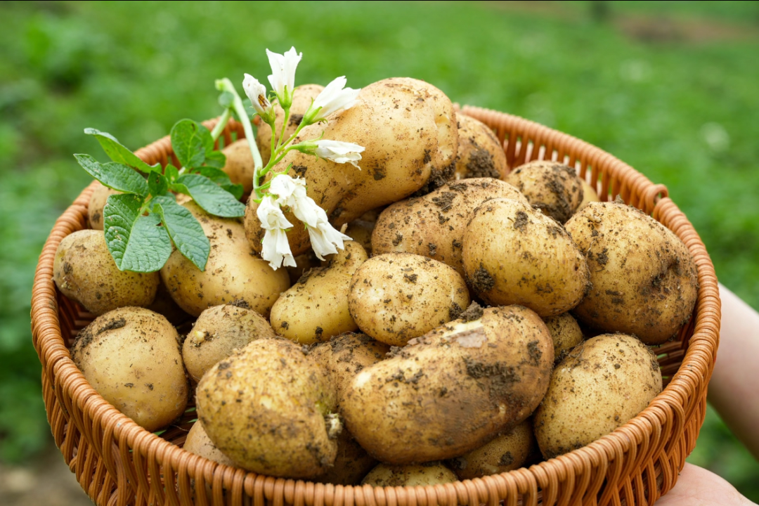 被忽略的“宝藏碳水”：土豆比香蕉补钾、比番茄维C足，护肠控糖还减脂