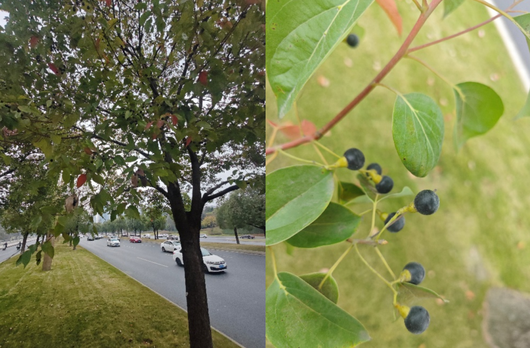街头“黑珍珠”预警！香樟落果别乱踩，这些注意事项必看