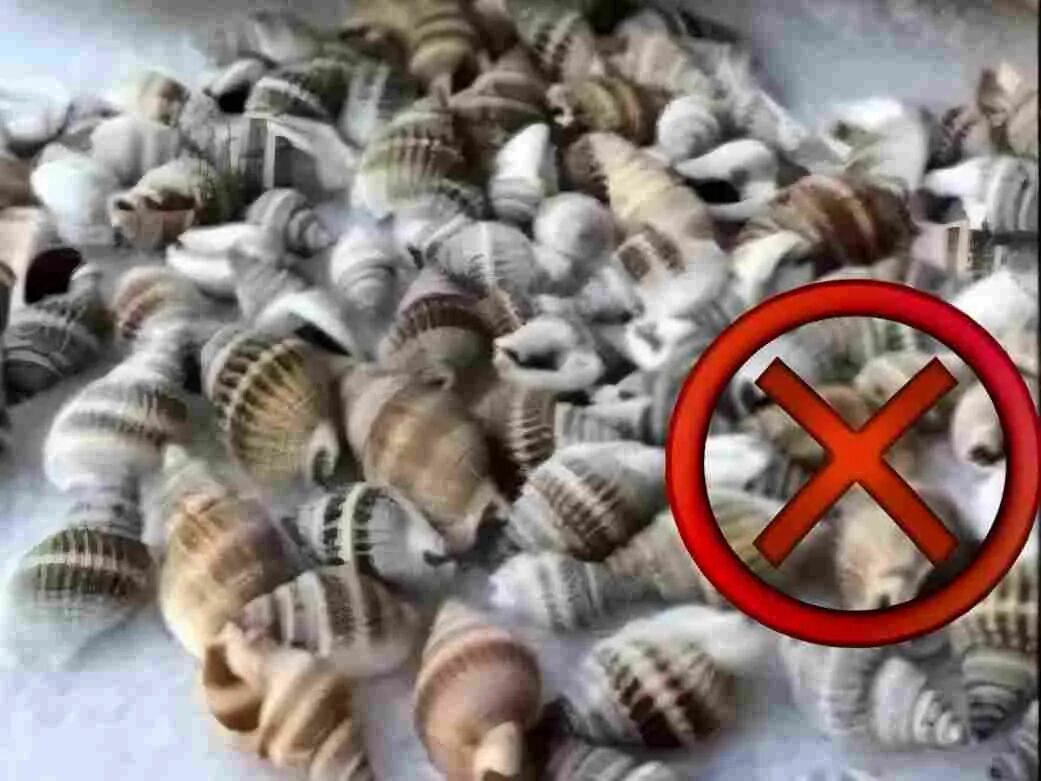 爱吃螺的注意!这种螺碰都不能碰,已有人因此被抓
