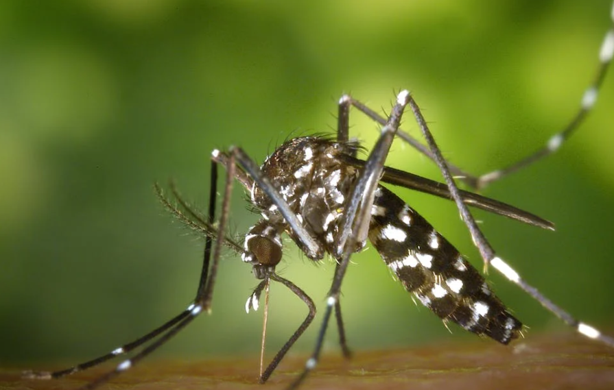 2026蚊子“史诗级加强”？别慌，这份“反杀”指南请收好