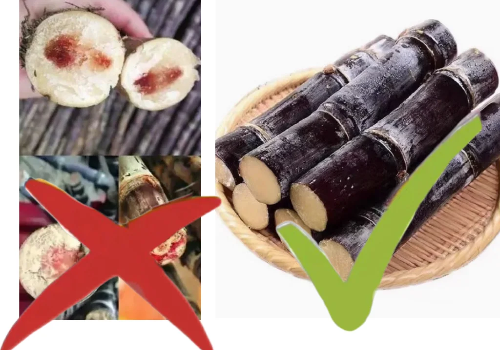 清明蔗，毒过蛇？老祖宗的提醒别忽视，教你3招避开“毒甘蔗”