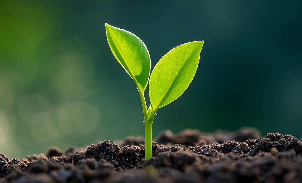 春天是结节“活跃期”？中医教你改良“土壤”，拔掉身体的“杂草”