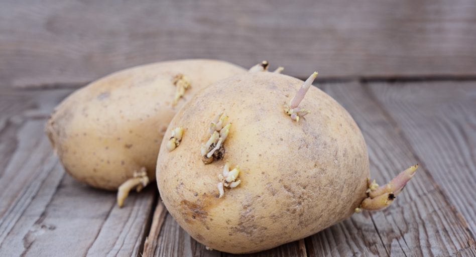 为了讨好美国，连发芽土豆都要吃？台湾食安防线恐破口