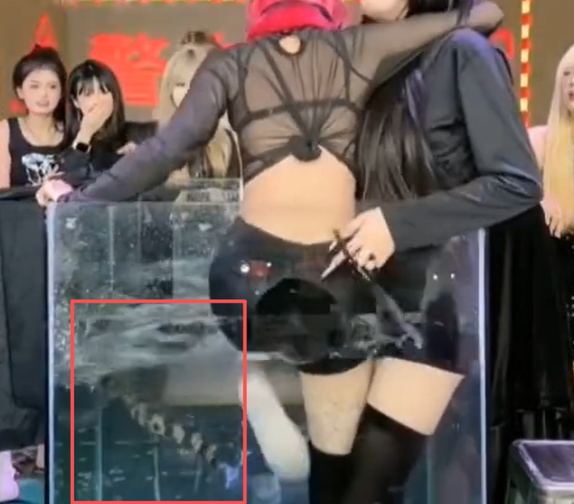 从鳄鱼缸到封号！千万网红“夜巴黎”的5年黑色产业链