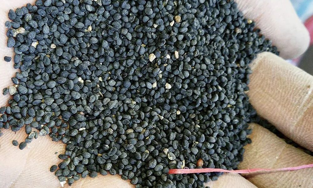 48万买的“绝收”教训!甘肃警方破特大假种子案,挽损850万元