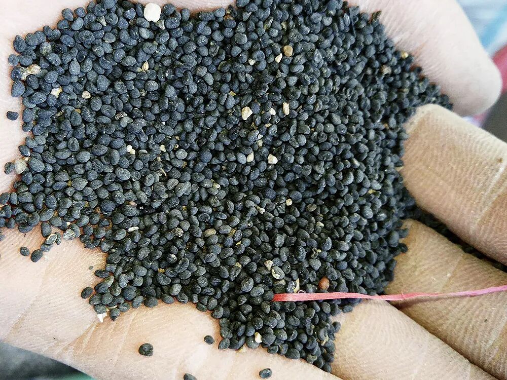 48万买的“绝收”教训！甘肃警方破特大假种子案，挽损850万元